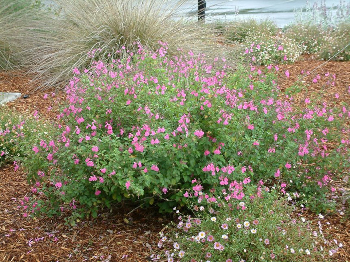 Salvia microphylla 'San Carlos Festival'