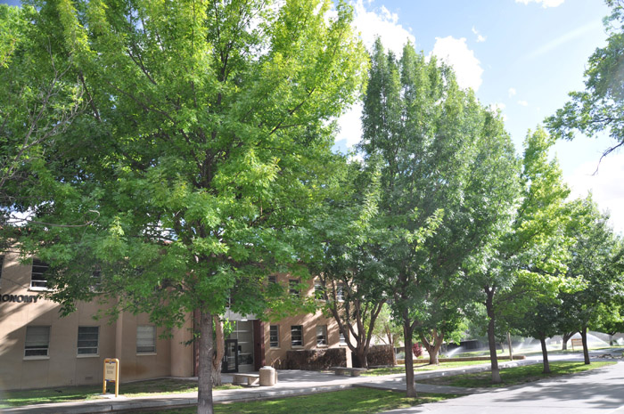 Quercus buckleyi