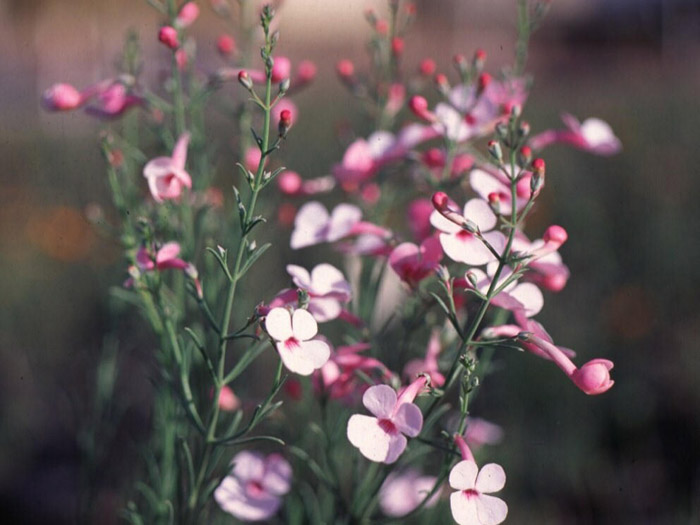 Penstemon ambiguus