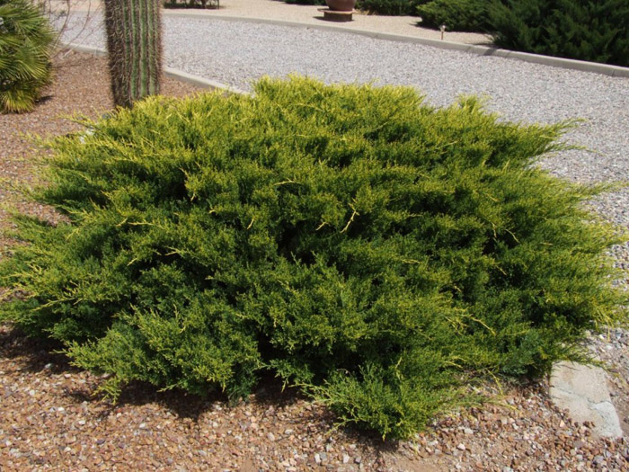 Juniperus sabina 'Scandia'