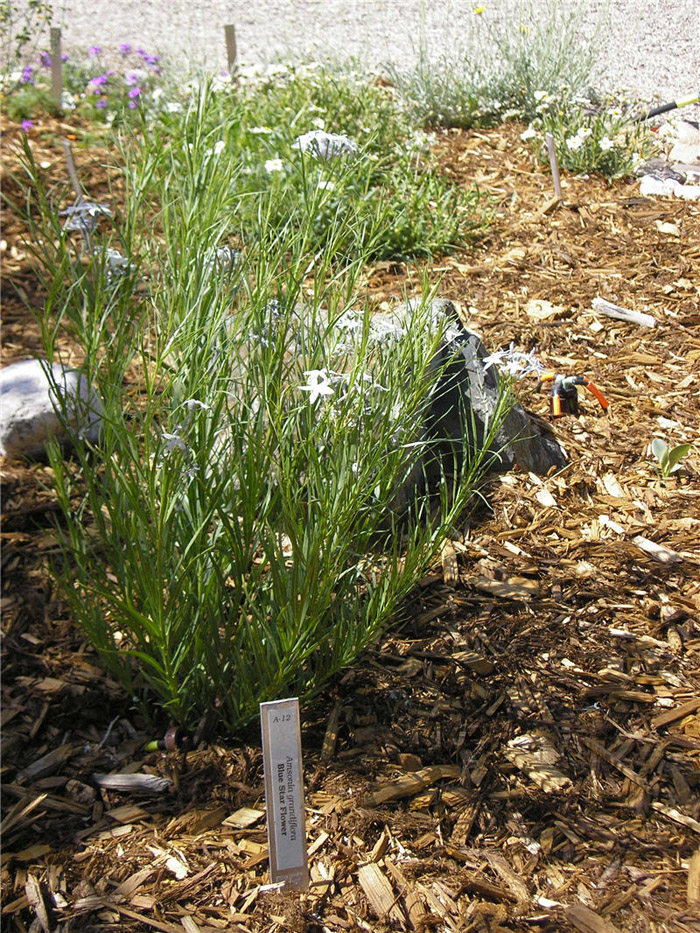 Amsonia grandiflora