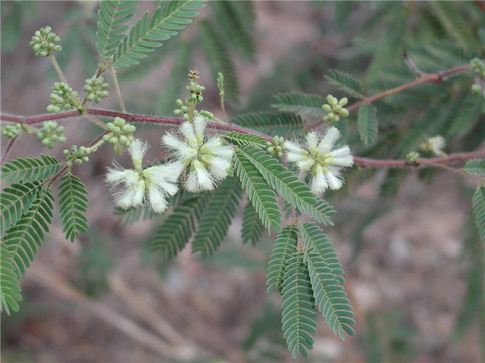 White Ball Acacia