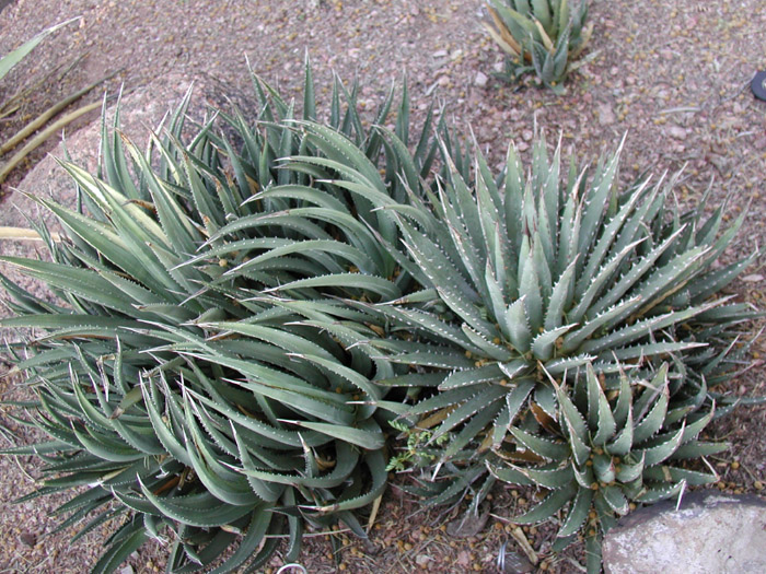 Agave utahensis var. nevadensis