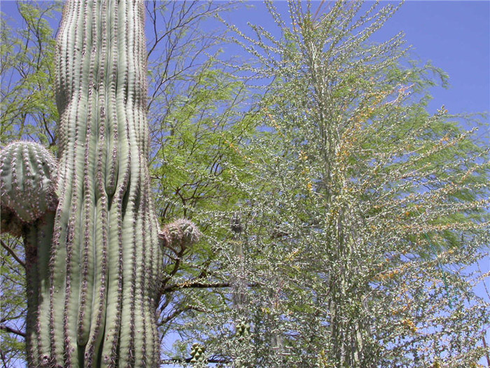 Fouquieria columnaris