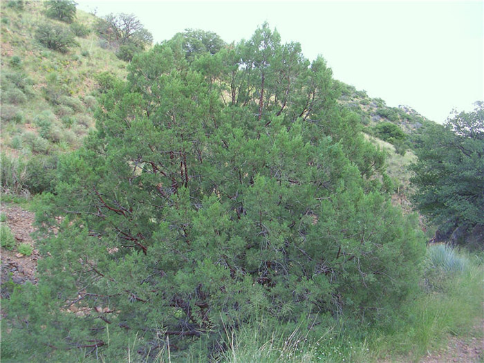 Juniperus deppeana