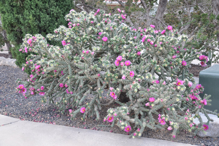 Cylindropuntia spinosior