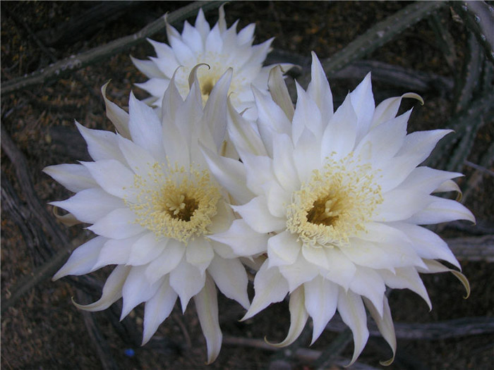Plant photo of: Peniocereus greggii
