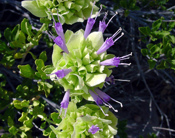 Salvia mohavensis