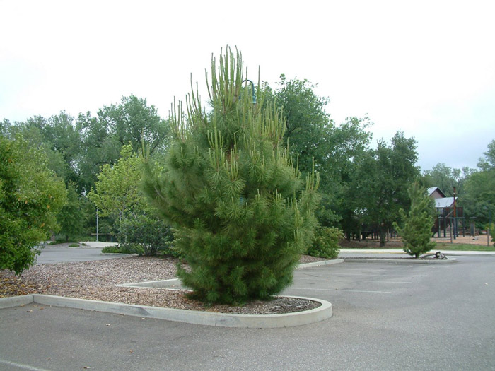 Pinus thunbergii