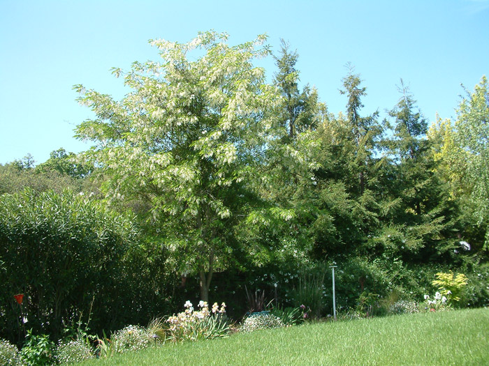 Robinia pseudoacacia