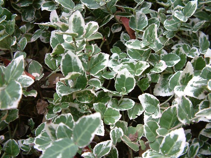 Hedera helix 'Varigata'