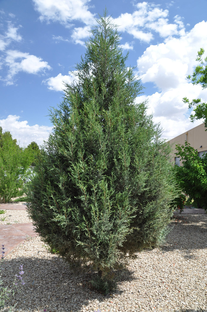 Plant photo of: Juniperus chinensis 'Spartan'