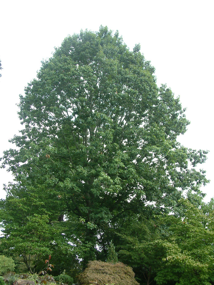 Plant photo of: Quercus rubra