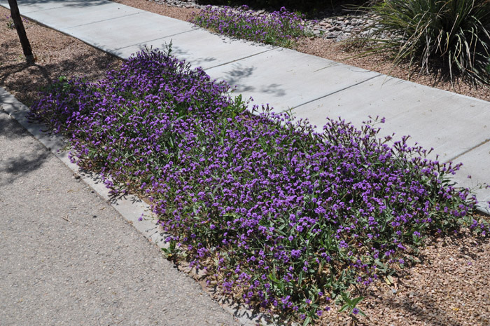 Plant photo of: Verbena stricta