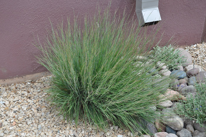 Plant photo of: Andropogon gererdii