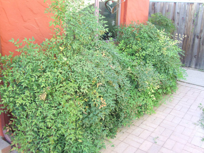 Nandina domestica