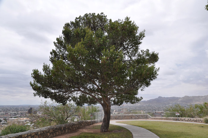 Pinus halepensis