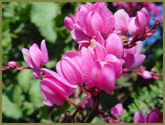 Plant photo of: Antigonon leptopus