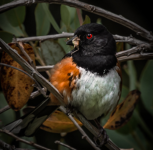 Plants that Attract Birds